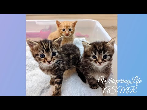 Meet the kittens || WhisperingLife ASMR