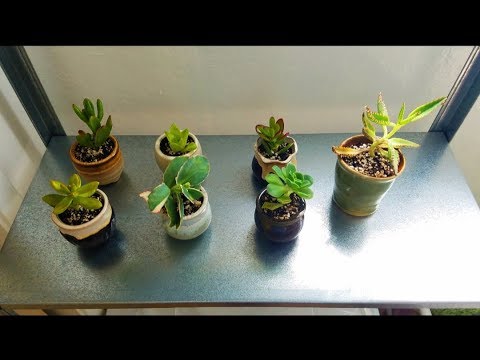 asmr lo-fi plant tour (headphone mic)