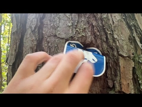 Asmr on a hiking trail // lofi, tree tapping/scratching, with walking sounds