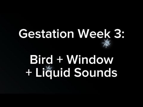 “ASMR” “Roleplay”: You Listen to Birds with Your Twin in the Womb on the Third Week of Gestation