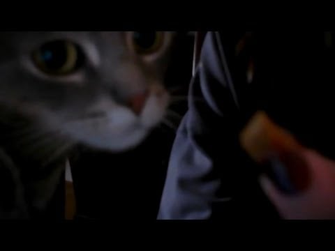 asmr with my cat