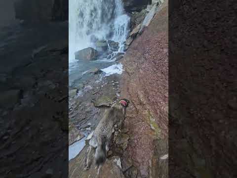 waterfall and Nala