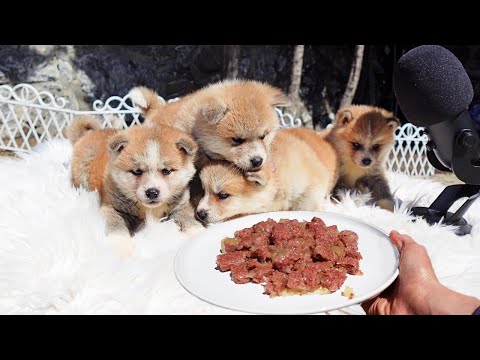 Cute Puppies Eating Food ASMR