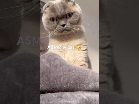 #asmrsounds #asmrcat #petshorts #asmrcommunity