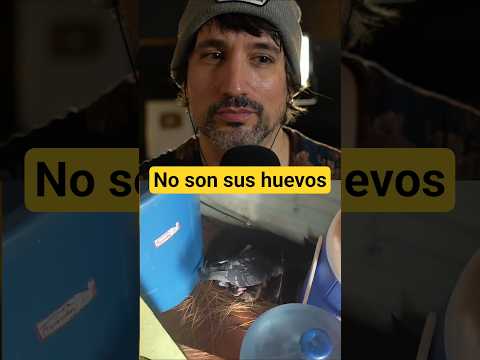 INTRUSOS EN SU NIDO 🕊️🐣