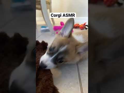 #ASMR Corgi style with Crinkly Fox toy #shorts