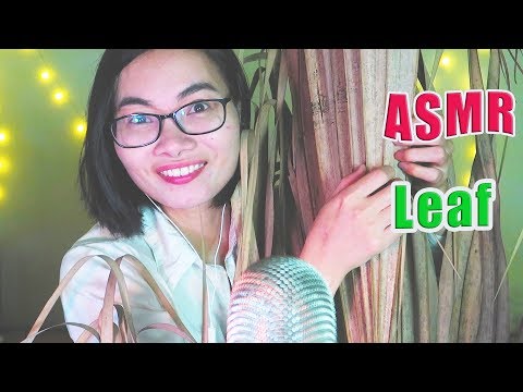 ASMR Lá Cọ Khô - Tapping, Scratching Leaves| ASMR Huyen