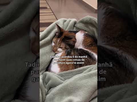 Tadinha, está cansada de fazer suas coisas de gatinha  #gatos #gatinha  #cat