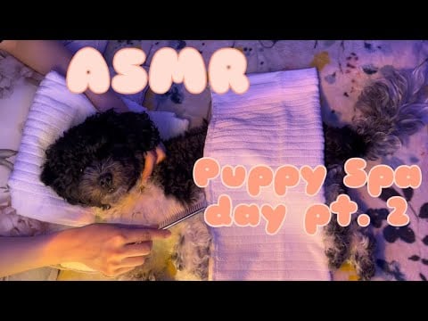 Asmr Puppy Spa day pt. 2 (Massage, Brushing, Rain sounds)
