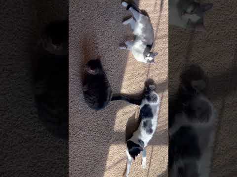 CATS SUNBATHING 🥰❤️#cat #catlovers #catvideos