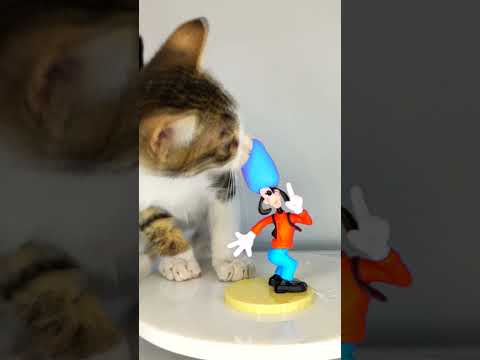 Cat ASMR Eating Goofy Hat 🧢