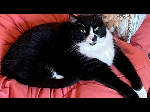 ASMR with My Cat Cooper: Brushing Fur… Until He Bit Me! 👿😺