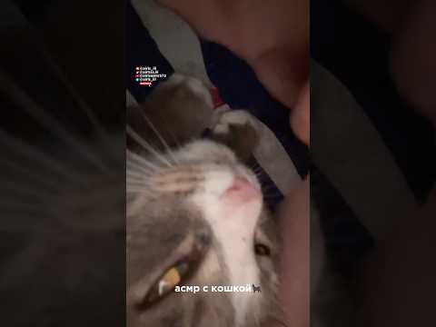 быстрый асмр с кошкой//fast asmr #aggressiveasmr #асмр #звукирта #fastasmr #relax #triggersforsleep