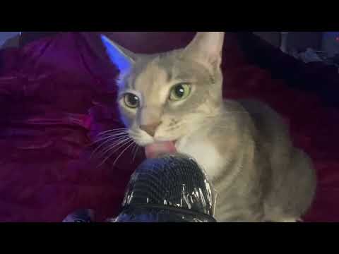 My cat Clementine! Giving you more tingles! | licking, purring and brushing| longer version 😻 ASMR