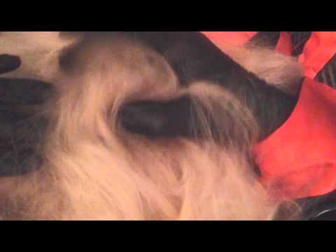 Latex👋 Gloves in black giving a 🌀👱〰⭐🌀scalp Massage[[ASMR]]