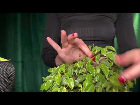 ASMR || Head Massage But You Are a Ficus🌙 For Sleep, Stress Relief & Tingles