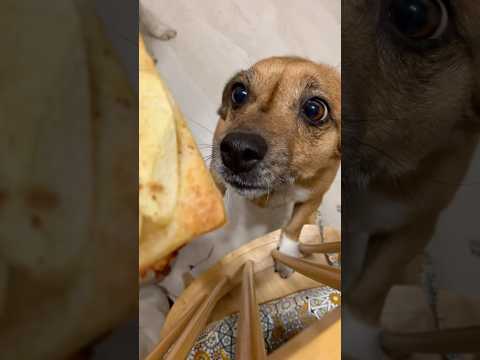I need someone to look at me like Lady looks at cookies 😂 #doglove #cookies #lucky