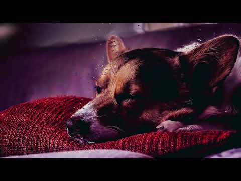 ASMR | Comforting You - You Are Safe Here