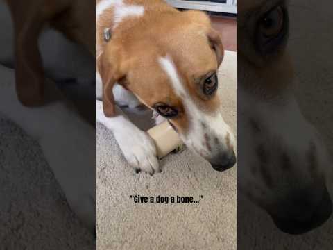 to Winnie's dismay, all those bones were thrown out 🤣 #shorts #dogs
