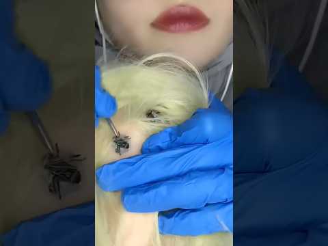 Bugs Plucking 🔍🐜 #asmr #asmrmassage #tingles #relax #asmrscratching #shorts