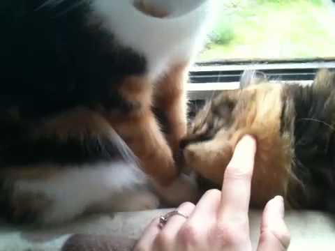 Beautiful kitty cats!