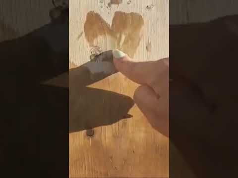 Wet Wood Sounds With LONG Nails 💅 💧