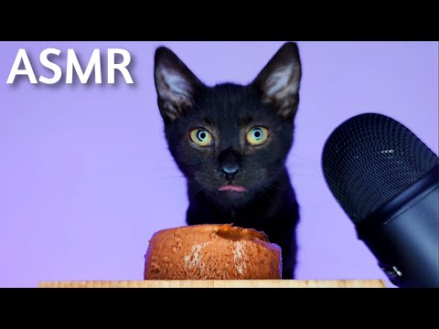 Black Kitten eating Pate Cat Food ASMR