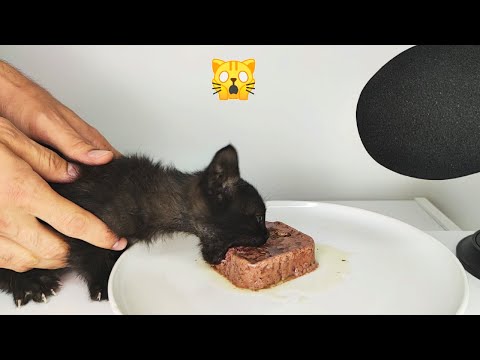 Kitten Eating Wet Cat Food ASMR (Beef+Carrots)