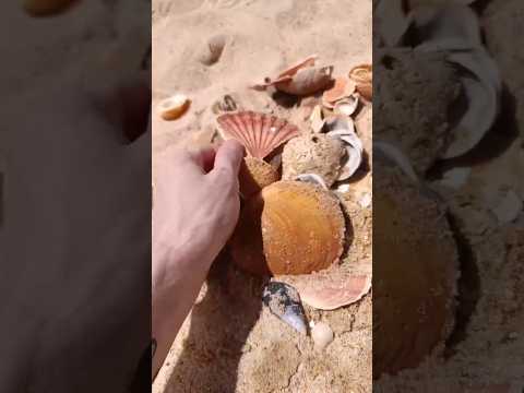 ASMR-SHORTS VIDEO QUE O RODRI TAVARES FEZ PARA MIM EU AMEI OBG #asmr #shortsviral