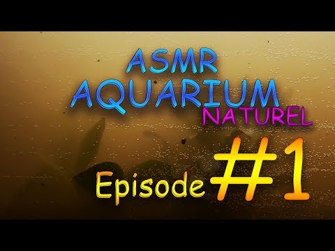 Asmr français : Aquarium test #1 🐠