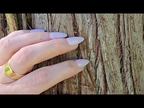 ASMR Tree Scratching and Camera Tapping 