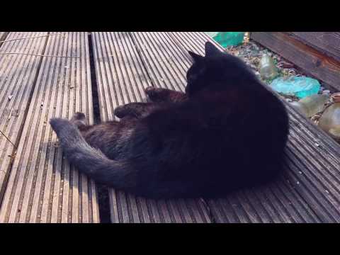 Black Cat🐱 in "PARADISE". Damn Lazy & Birds  sounds 🐦🎵🐦🎶🐦