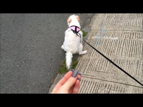 [ASMR] Camera Tapping While Walking 🐶