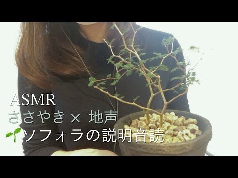 【ASMR】ささやき×地声🌱ソフォラの説明音読