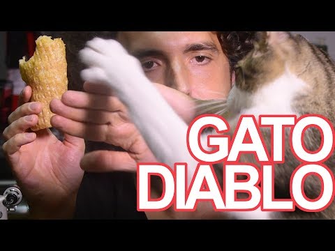 ASMR Giant Pork Rinds + HANGRY KITTY / El Gato Quiere MIS CHICHARRONES (Crunchy Eating Sounds) 먹방