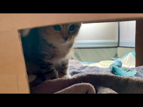 Foster Kitten Set Up ~ Lofi