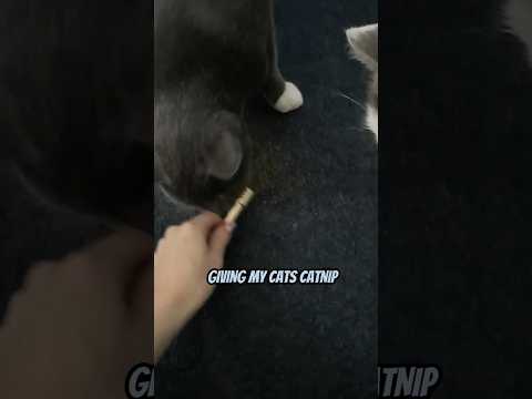 Giving My Cats Catnip ASMR