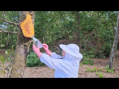 beekeeping ASMR removing beehive, collecting honey, satisfying roleplay