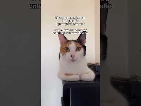 😮 💨😮 💨  #cat #gatos #gato #petsfofinhos #pets #gatinhaestrelinha #memes