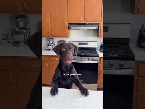 Everyone has one of each😂 #dogsofyoutube #chocolatelab #dogmom #puppy #boxerdog