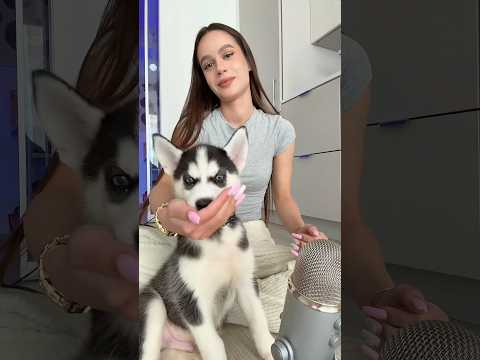 A little bit of asmr by Taco 🌮 #asmr #asmrsounds #asmrvideo #sleep #puppy #husky #siberianhusky