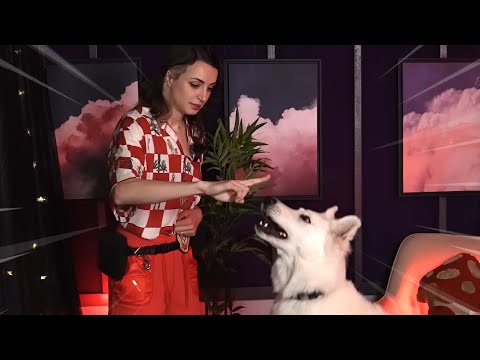 The FASTEST Dog Trainer ASMR 🐶