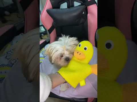 Oh mãe é de comer? Kkkk #asmr #relax #asmrvideo #asmrshorts #asmrpets