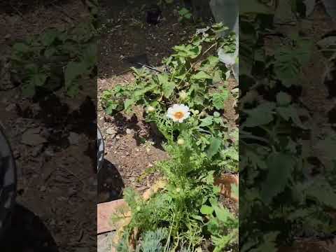 watering the plants 💦🪴 #asmr #asmrsounds #nature #asmrvideo #relax #fyp #viral #munasmr
