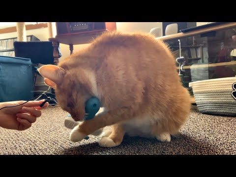 Axl the Cat ASMR