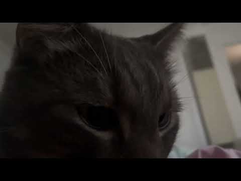 ASMR PURRING CATS NO TALKING 💓✨🐈‍⬛