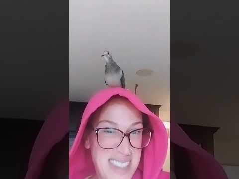 Pink lil birdie feets. #factsaboutdoves #doves #birdsofyoutube