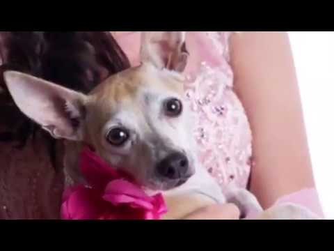 Cafela: The Lost Chihuahian Princess