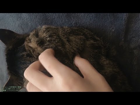 MIAOW ASMR  FAST TOUCH MIC 快速触摸麦克风1