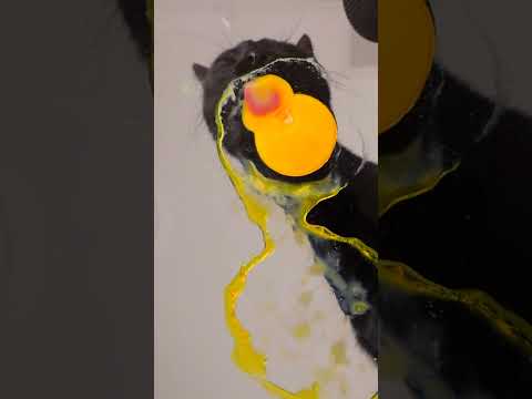 ASMR Mukbang Cat Eating Yolk 🐣